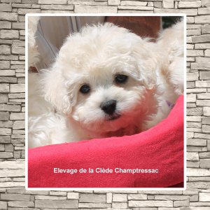 De La Clde Champtressac, levage de Bichon  Poil Fris