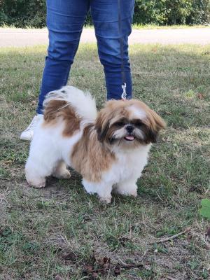 Des Gladiateurs De La Nuit, levage de Shih Tzu