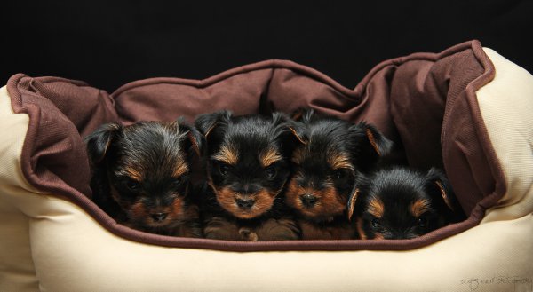 Elevage Du Bois Des Alouettes, levage de Yorkshire Terrier