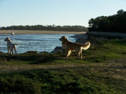 De La Belle Lady, levage de Golden Retriever