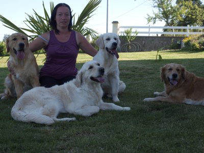 Les Jardins D'or Et D'ambre, levage de Golden Retriever