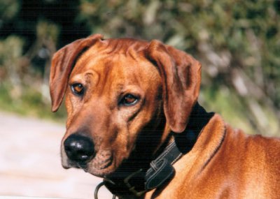 Simba Ya Mazulu, levage de Rhodesian Ridgeback