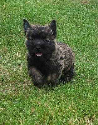 Des Marais De Courmont, levage de Cairn Terrier