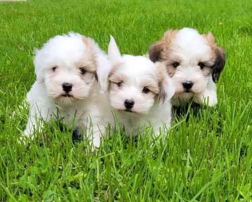 Des Marais De Courmont, levage de Coton De Tulear