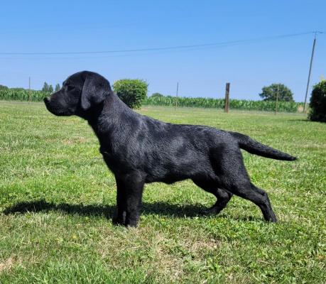 Des Marais De Courmont, levage de Labrador Retriever