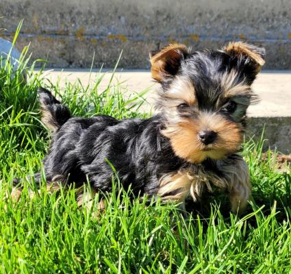 Des Marais De Courmont, levage de Yorkshire Terrier