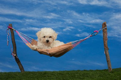 Du Domaine De Marly, levage de Bichon  Poil Fris