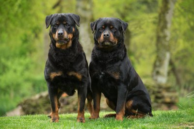 Du Domaine De Marly, levage de Rottweiler