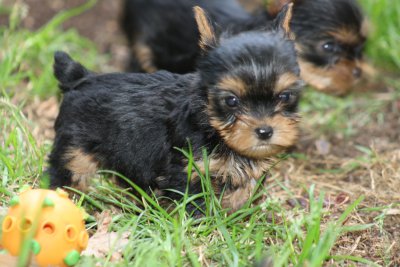 Du Domaine De Marly, levage de Yorkshire Terrier