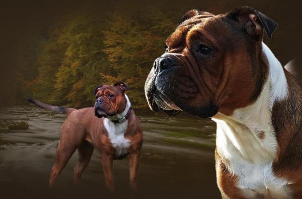 De Trois V, levage de Bulldog Continental