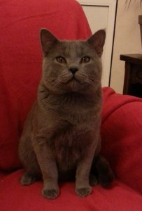 Chartreux Du Majvra, levage de Chartreux