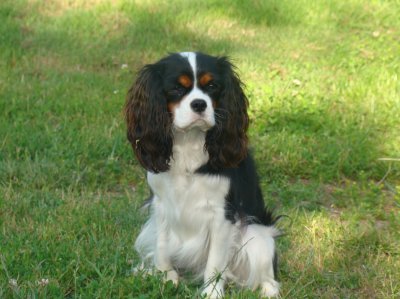 De La Source Des Titans, levage de Cavalier King Charles Spaniel