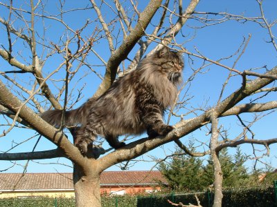 Chatterie De La Griffe Siberian, levage de Siberien