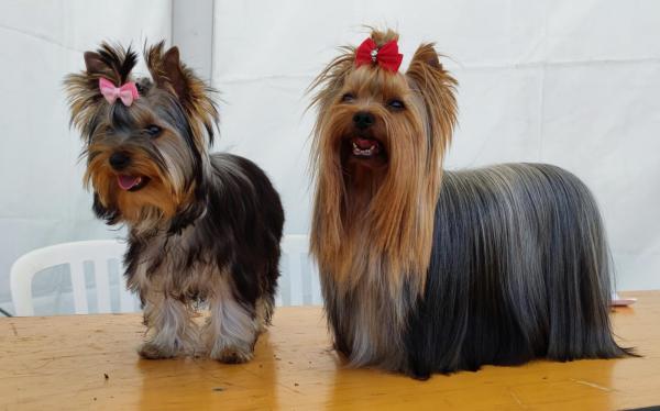 Des Pattes Imperiales, levage de Yorkshire Terrier