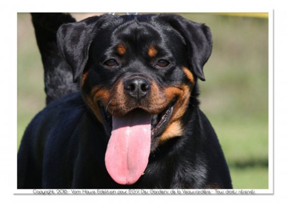 Des Gardiens De La Veaussardire, levage de Rottweiler