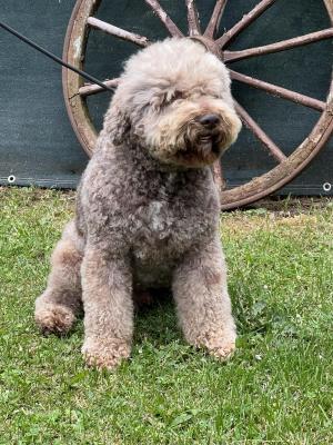 Des Coleres De Zeus, levage de Chien D'eau Romagnol