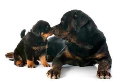 Des Ops De Lif Thraser, levage de Rottweiler