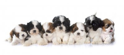 Des Ops De Lif Thraser, levage de Shih Tzu