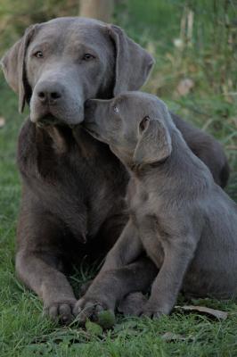 De Loumatpau, levage de Labrador Retriever