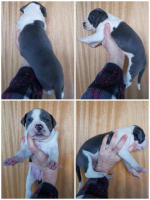 Elevages D American Staffordshire Terrier Staffordshire Terrier