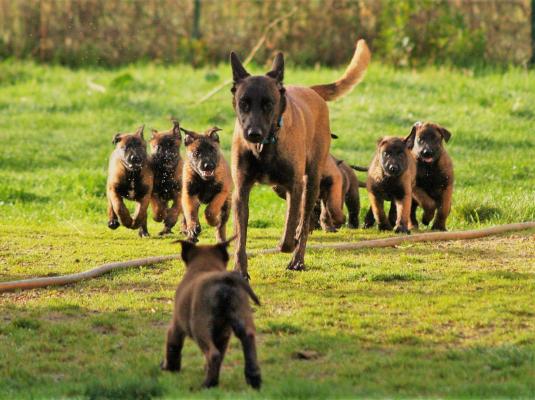 Des Derniers Centurions, levage de Berger Belge Malinois