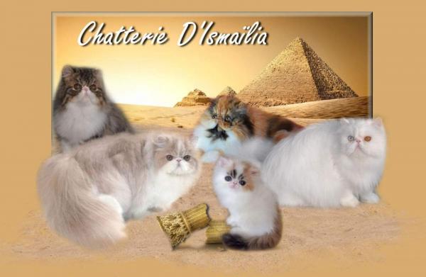 Afficher le site de l'levage Chtterie  D'ismalia