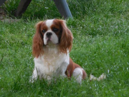 De La Fouillotte, levage de Cavalier King Charles Spaniel