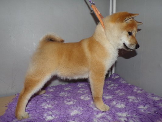 Elevages De Shiba Shiba Inu En France