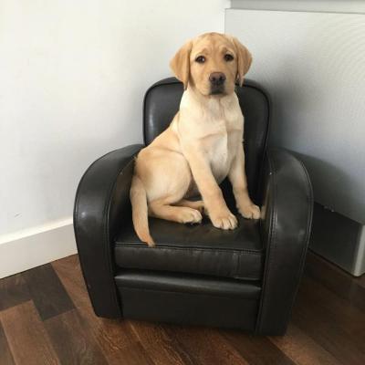 Du Perrier De Largeron, levage de Labrador Retriever