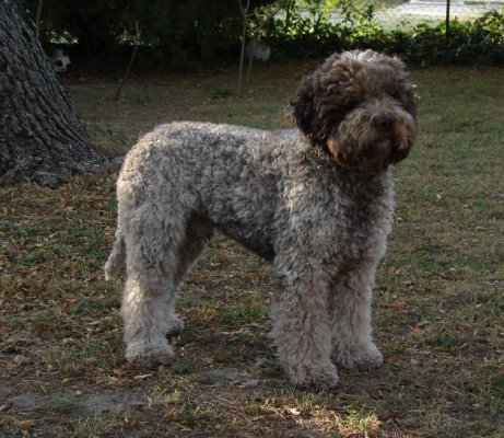 Du Mas De Rognard, levage de Chien D'eau Romagnol