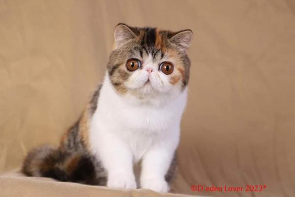 Des Amours De Maya, levage d'Exotic Shorthair