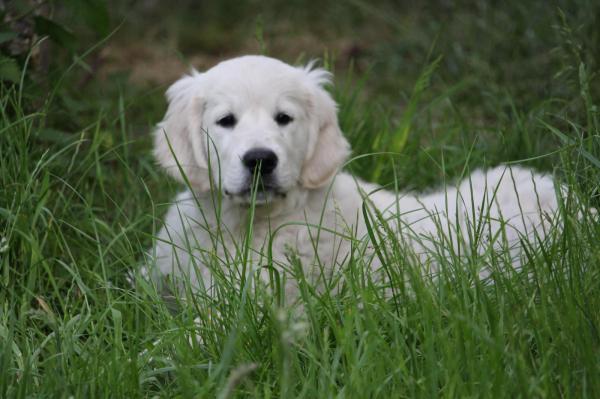 Domaine De Goes-kuard, levage de Golden Retriever