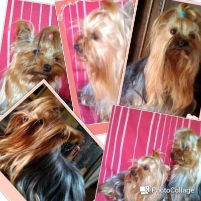 Du Royaume D'hautecour, levage de Yorkshire Terrier