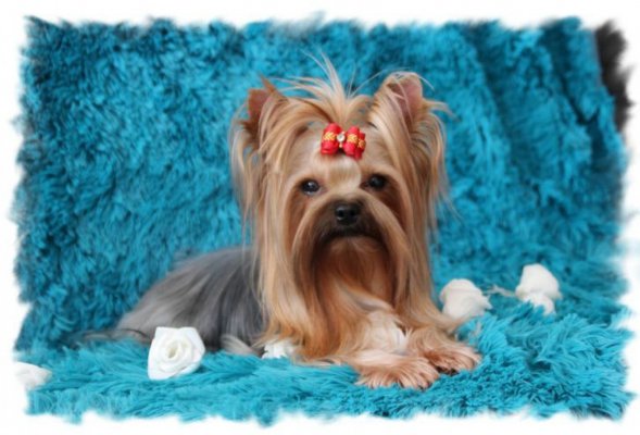 Du Clos Des Dalhia, levage de Yorkshire Terrier