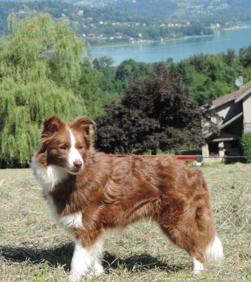 Of Pacific Spirit, levage de Border Collie