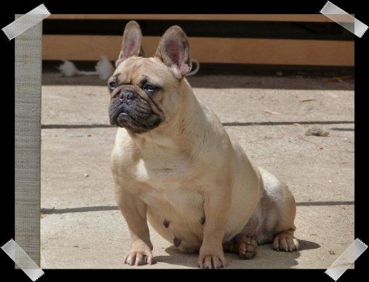 Des Terres De Groie, levage de Bouledogue Franais