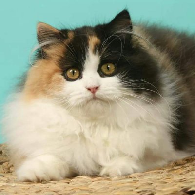 Chatterie De Lyramabel, levage de British Longhair