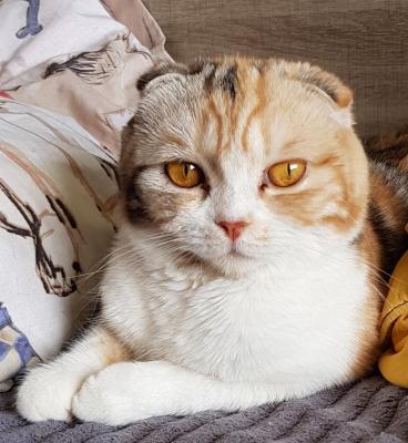 Chatterie De Lyramabel, levage de Scottish Fold