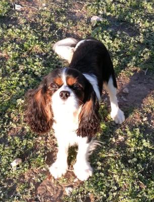 Des Cavaliers De Saint Clou, levage de Cavalier King Charles Spaniel