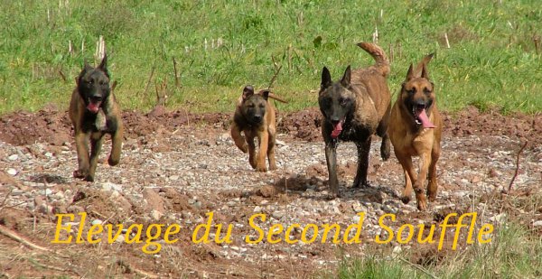 Du Second Souffle, levage de Berger Belge Malinois