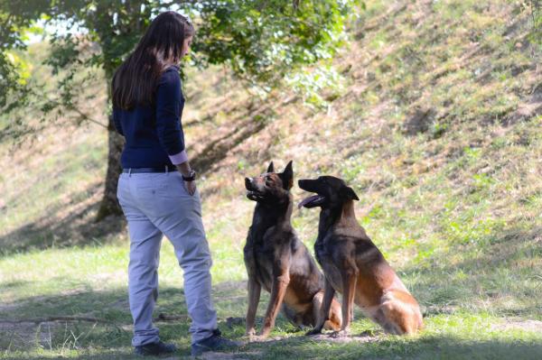 Du Jardin D'idylle, levage de Berger Belge Malinois