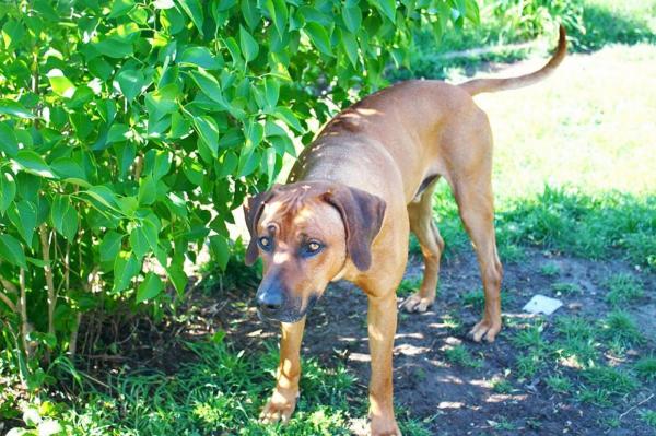 African Shadows, levage de Rhodesian Ridgeback