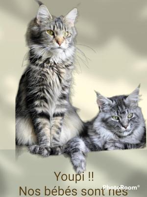 Calaquendi Coon, levage de Maine Coon