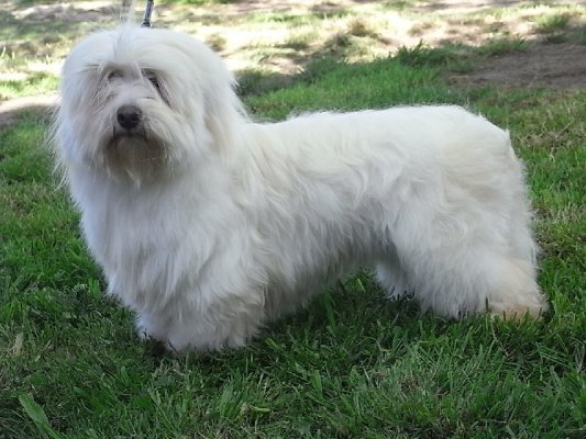 Des Bois De La Bro, levage de Coton De Tulear