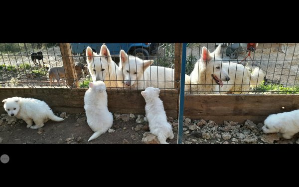 Elevages De Berger Blanc Suisse à Proximité De La Londe Les