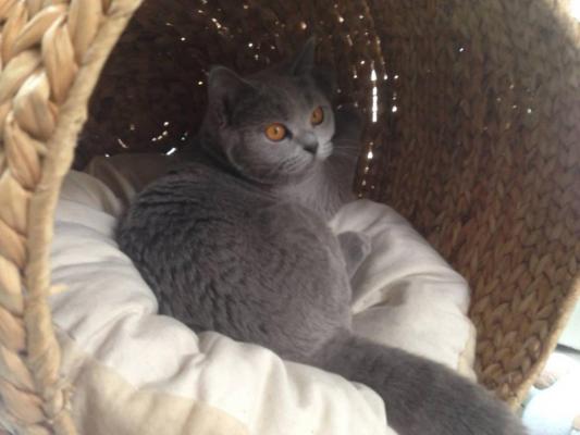 Benji's Cat, levage de Chartreux