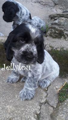 Jellylou, levage de Cocker Anglais