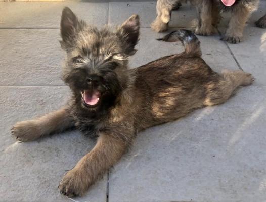 Des Terres De Ceres, levage de Cairn Terrier