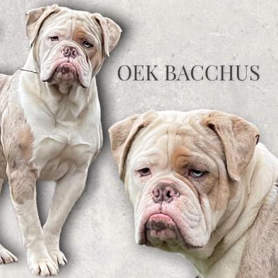 Phantoms, levage d'Olde English Bulldogge