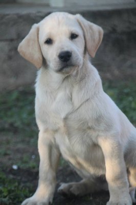 Black Soldier, levage de Labrador Retriever